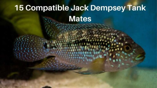 15 Compatible Jack Dempsey Tank Mates (Species Guide)