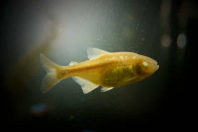 Blind Cave Tetra Fish 