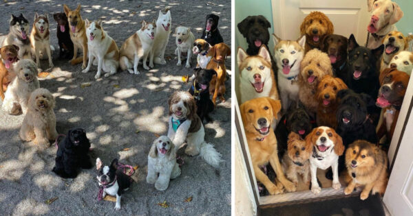 15 Pics Coming To You From Doggy Daycare