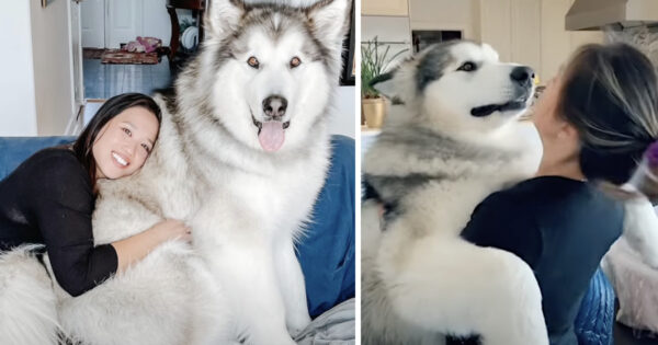 150-Pound Pooch Thinks He’s A Lap Dog, Tries Fitting In The Smallest Places