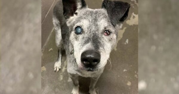 19-Year-Old Dog Who Was Surrendered To The Shelter Finds His Forever Home