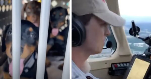 24 Dogs Were Set To Be Put Down In Texas, So This Guy Got In His Plane
