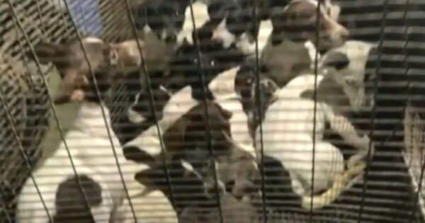 26 Dogs Found Crammed And Locked In A Crate Abandoned On Gravel Road