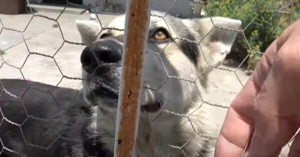 4 Dogs Left Behind To Fend For Themselves After Owners Are Kicked Out