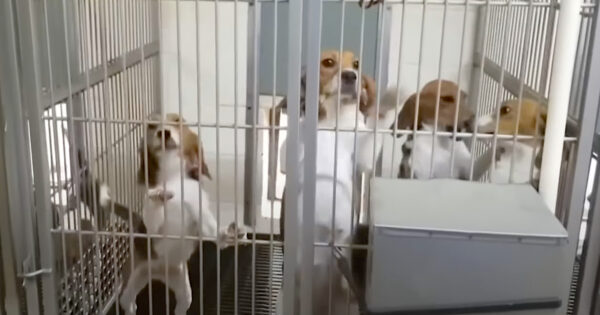 4,000 Beagles Need Homes After Being Rescued From A Cruel Lab