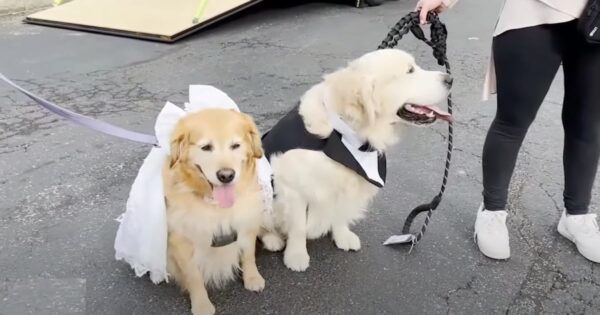 68 Dog Couples Get Married At Huge Canine Wedding In Illinois
