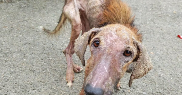 ‘Old Lady’ Found On The Street Ends Up Being Just A Pup