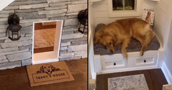 ‘Teddy’s House’ Is The Doghouse Of All Our Pets’ Dreams
