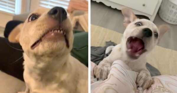‘Who’s Gonna Tell Her?’ Deaf Puppy Creates Her Very Own Bark