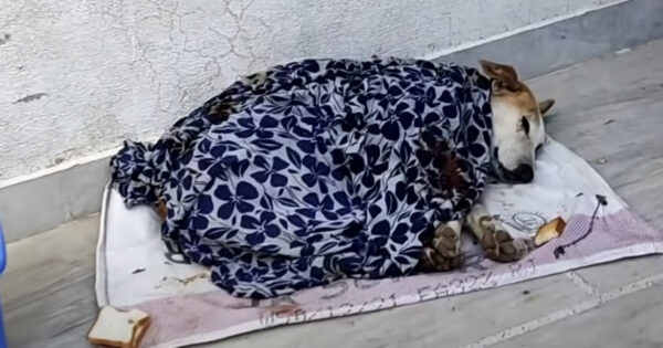 A Blanket Kept It All Under Wraps, But The Next Day Would Bring New Hope