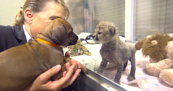 A Dog And Cheetah Met As Babies, And It Set The Stage For Years To Come