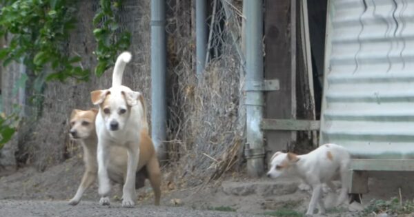 A Dog Family Was Dumped On The Street To Fend For Themselves