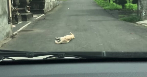 A Dog Lay Motionless In The Middle Of The Street As A Car Approached