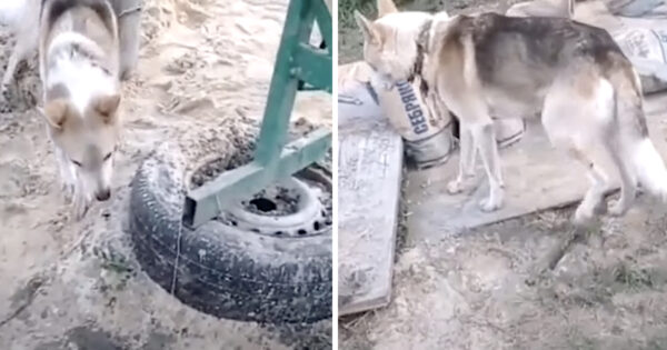 A Homeless Dog Was Found Wandering With A Rope Around His Neck