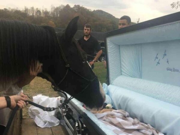 A Horse Bids Goodbye to His Owner Who Never Gave Up on Him for Years
