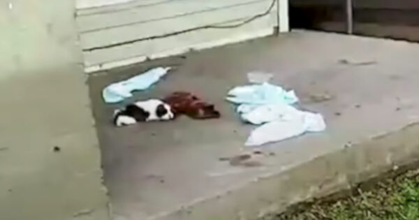 A Hurt Puppy Was Found On A Random Porch With No One Around