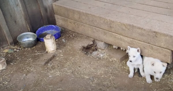 A Large Scale Neglect Situation Turned Up A Couple Of Snow-White Puppies