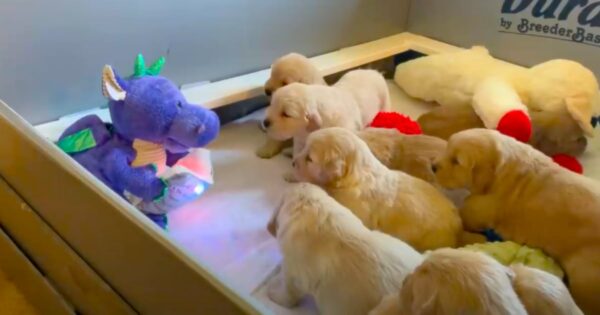 A Litter Of Golden Retriever Puppies Watch As Toy Dragon Reads Them A Story