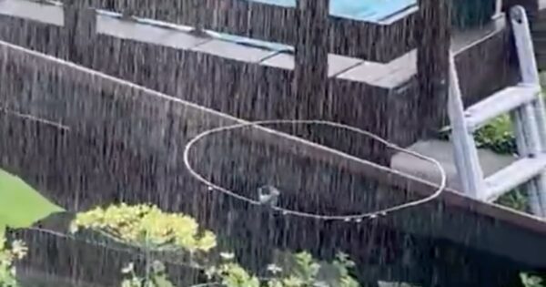 A Little Hummingbird Shows Up, And The Woman Gets Out The Hose