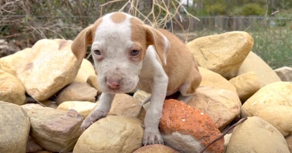 A Little Puppy Sat Shaking On Some Rocks, And They Scooped Him Up