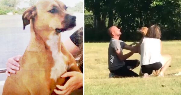 A Marine’s Truck Was Stolen, And Her Service Dog Was Inside