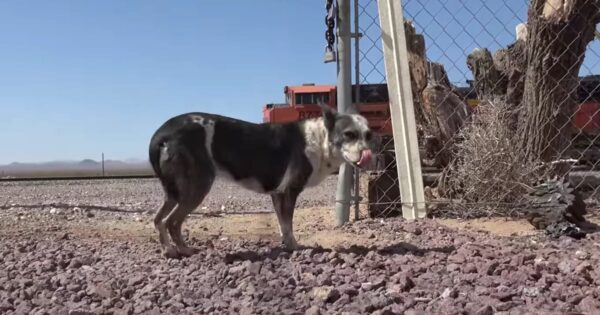 A Mother And Puppy Were Abandoned In The Desert And Left To Fend For Themselves