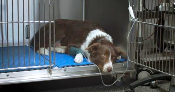 A Mystery Illness Keeps Killing Dogs In Michigan