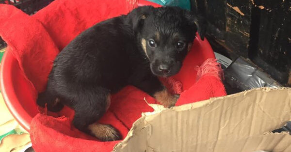 A Puppy Was Abandoned Outside In The Rain For Doing Nothing Wrong