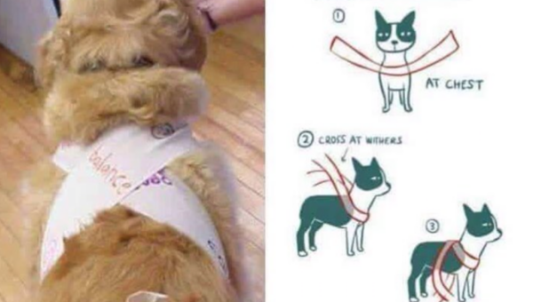 A Simple Trick To Keep Your Dog Calm During Fireworks This Year