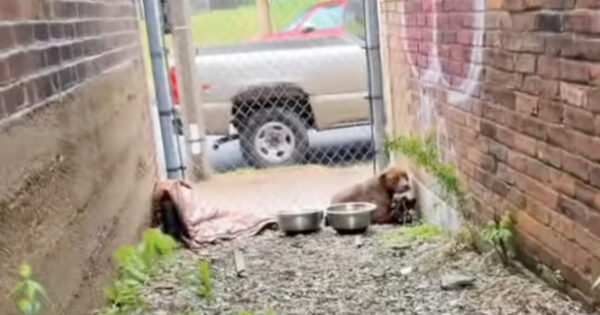 A Stray Dog Trembled From Head To Toe While Cowering Between Buildings