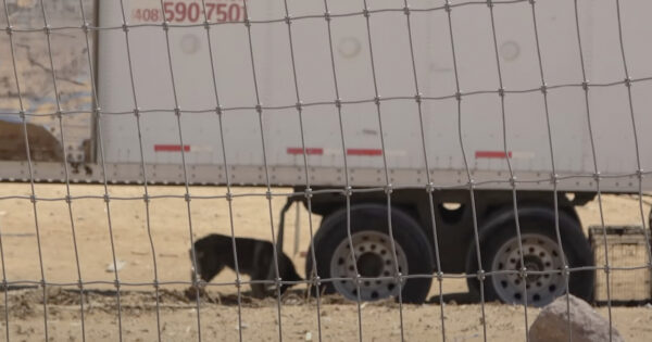 Abandoned In A Landfill With 2 Other Dogs, They Were Taken Leaving Him Behind