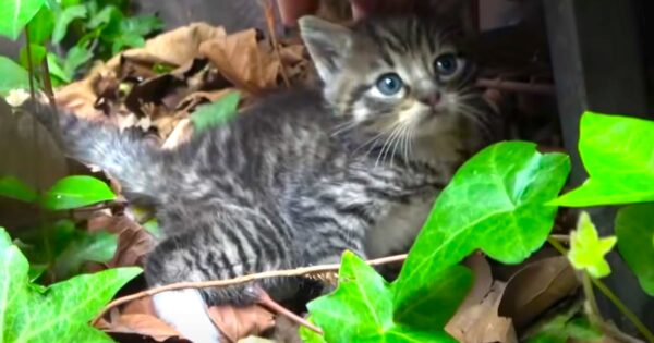 Abandoned Kittens Waited For Their Mother To Return, But She Never Came Back