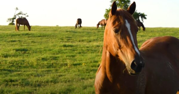 Abused Horse Arrives To A Peaceful Sanctuary After Years Of Suffering