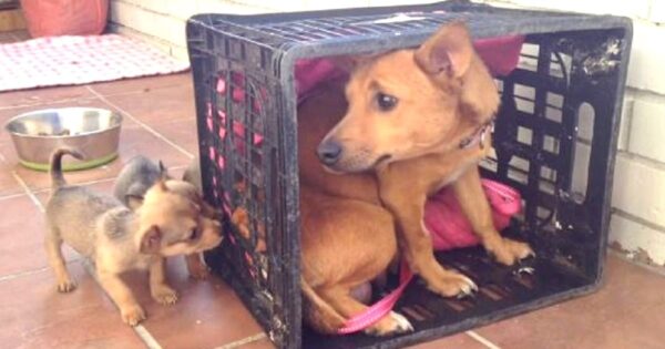 Abused Mama Dog Missed Her Little Babies, Then She Looked Out Of Her Crate