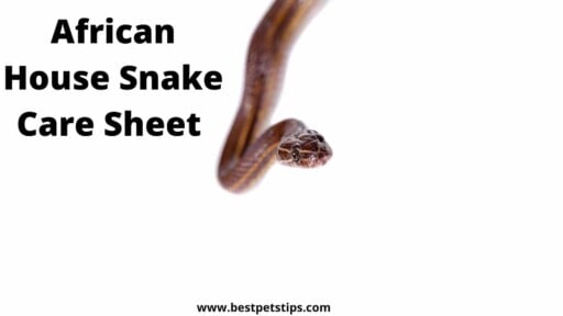 African House Snake Care Sheet