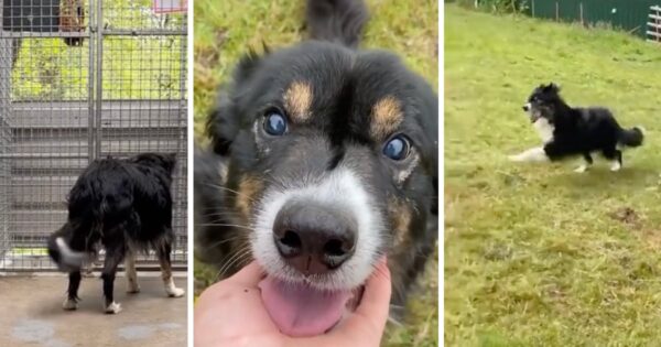 After 15 Months In Kennels, Blind Dog Gets To Run Free In His Own Field