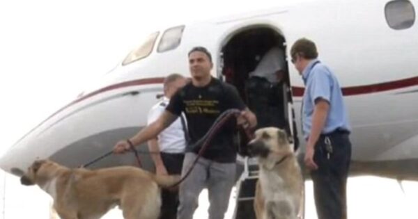 Airline Denies Request To Fly Marine’s Dogs To New Base, Heiress Steps In With Private Jet