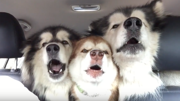Alaskan Malamutes On Their Way To Get Groomed Start Singing The Song Of Their People