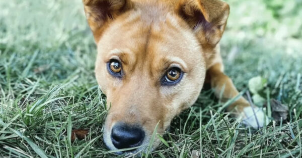 All Of Her Puppies Were Adopted Leaving Her Behind At The Shelter