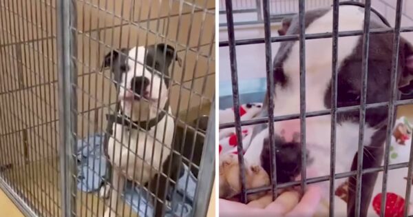 All The Dogs But Two Pitties Got Adopted From The Shelter, So A Worker Took It Personally