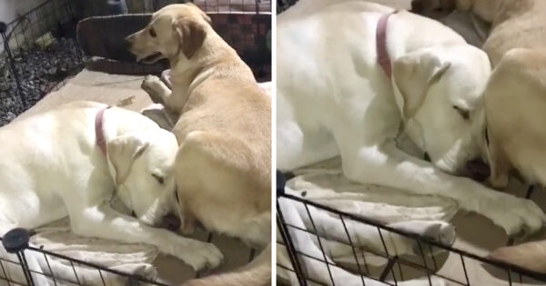 As Mama Dog Prepares For Labor, Papa Doesn’t Leave Her Side