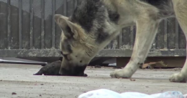 As The Stray Tried Reviving Her Baby, They Closed In To Intervene