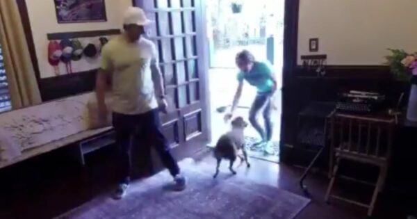 Astronaut Mom Reunites With Her Dog After Spending 328 Days In Space