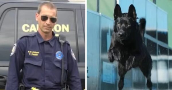 Attackers Beat Up Lone Cop, But They Didn’t Know His K-9 Partner Was With Him