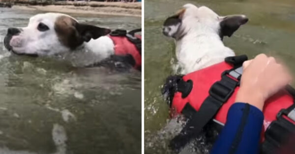 Attentive Dog Locates A Boy Being Swept Out To Sea And Doesn’t Hesitate To Help