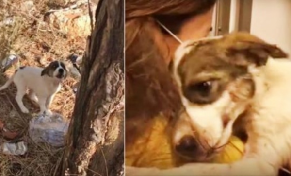 Baby Wept In Pain After Owner Left Her In Woods, Embraced Only Person Who Cared