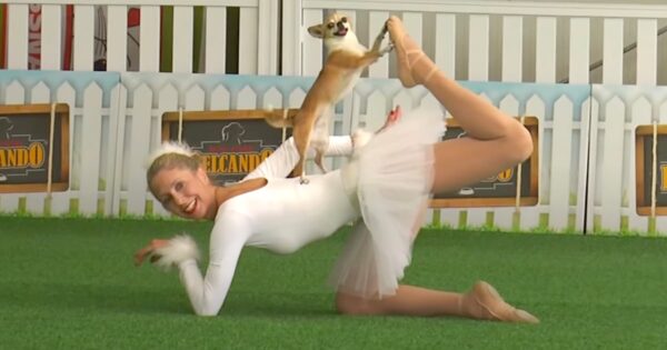 Ballerina & Dog Take Position, And The Crowd Gets Into It When The Music Starts