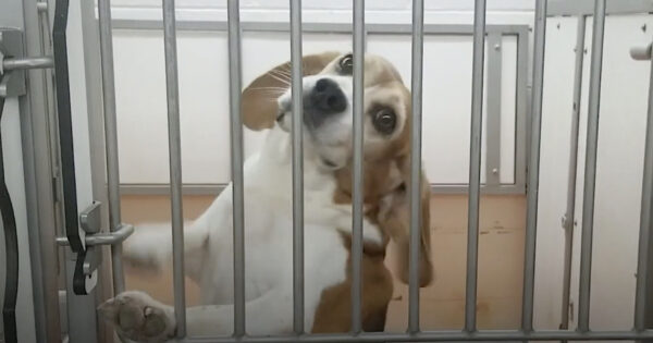 Beagle Is Rescued From His Cage & Experimentation To See The Sunshine & Grass