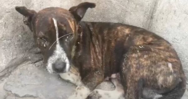 Bean Was Abandoned And Left To Struggle On The Streets When Fate Intervened