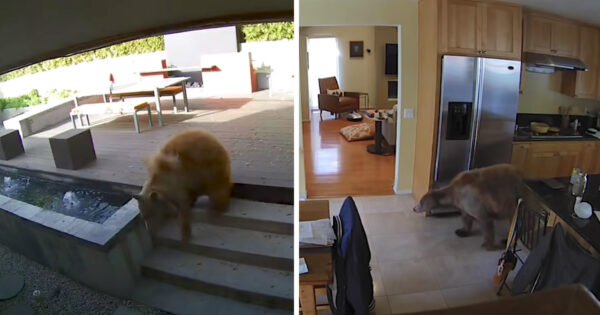 Bear Wanders Into Family’s Home Before The Tiny Guard Dogs Can Catch On